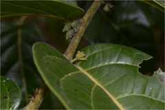 Glochidion tomentosum